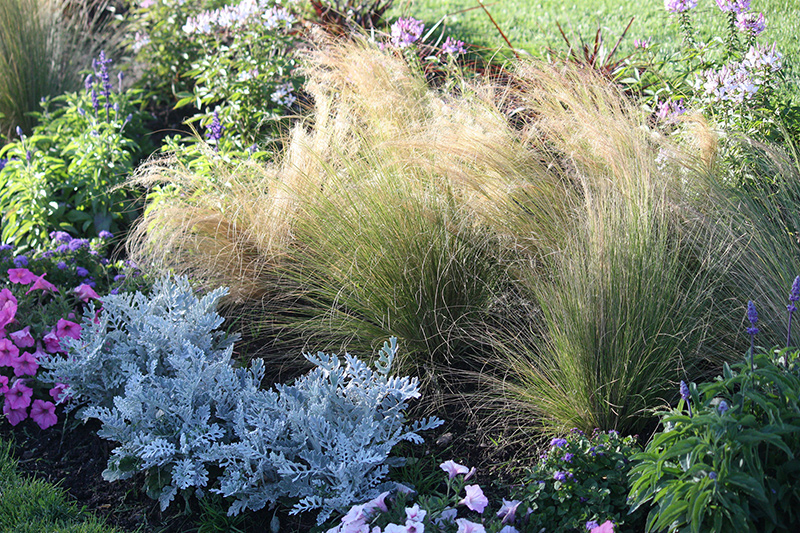 A Mixed Perennial and Annual Border at the Seaside