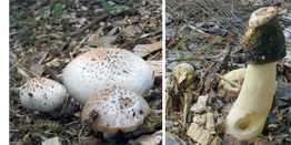 Mushroom in the Mulch Type | Northeast Nursery