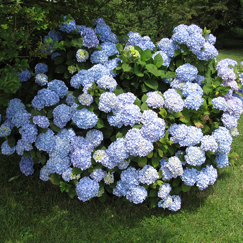 Hydrangea Macrophylla the Big Leaf Hydrangea