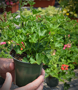 Plant Selection for a Container Garden | Northeast Nursery