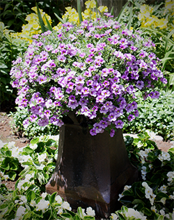 How to Get a Professional Looking Container Garden
