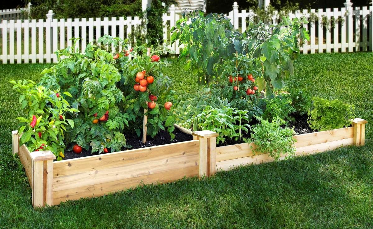 A flourishing raised bed garden filled with vibrant, healthy vegetables