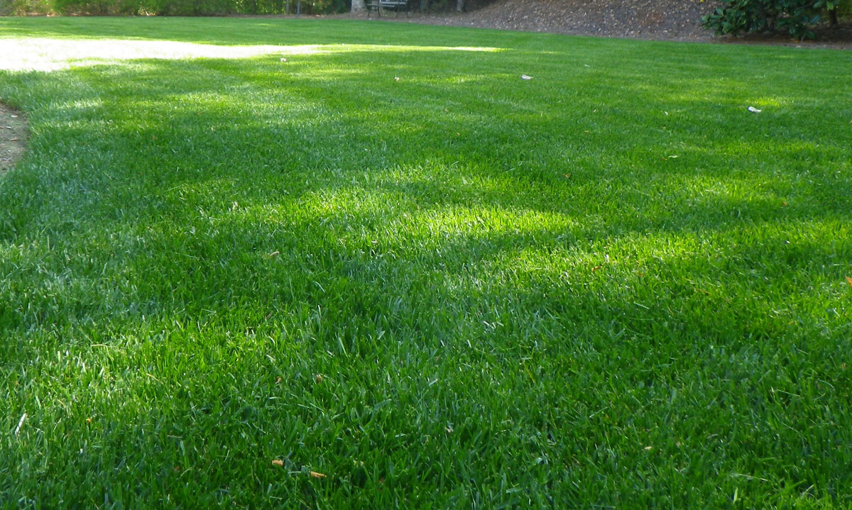 sod at northeast nursery