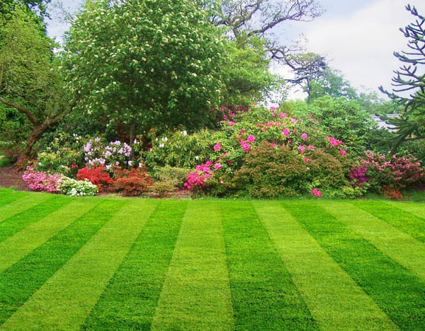 7 Steps To A Better Lawn Northeast Nursery