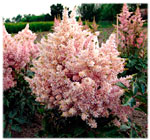 Astilbe 'Peach Blossum'