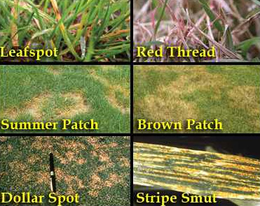 Lawn Disease Identification Chart: How To Identify Diseases In Your ...