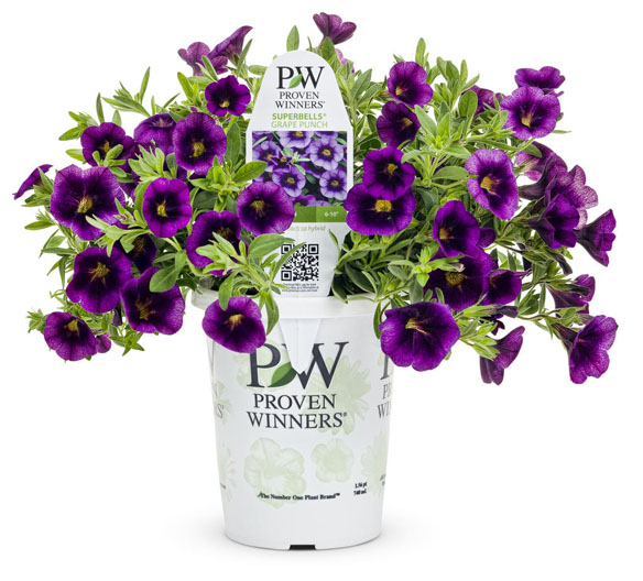 Proven Winners Certified Garden Center, Photo courtesy of Proven Winners - www.provenwinners.com 