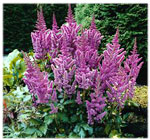 Astilbe 'Visions'