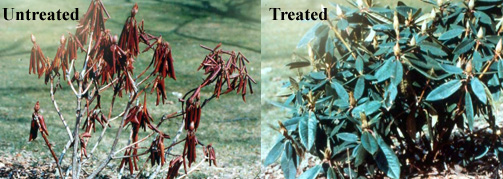 Compare Rhododendrons untreated and treated with Wilt-Pruf | Northeast Nursery